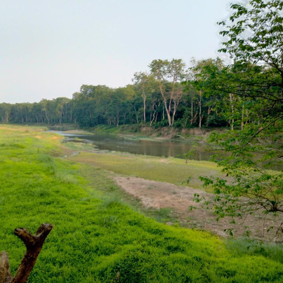 Hotel Tiger Tops Sauraha Eksteriør billede