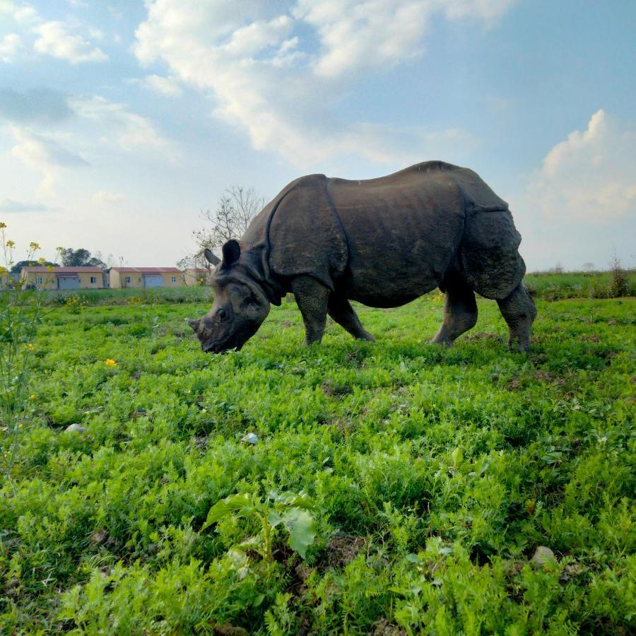 Hotel Tiger Tops Sauraha Eksteriør billede
