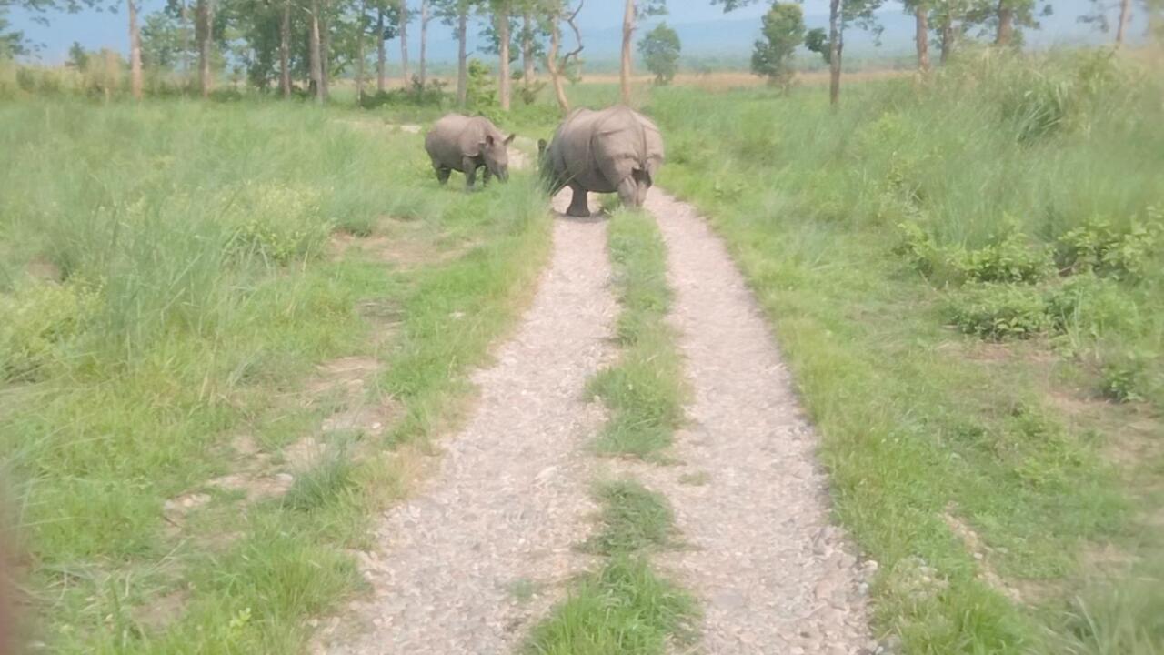 Hotel Tiger Tops Sauraha Værelse billede