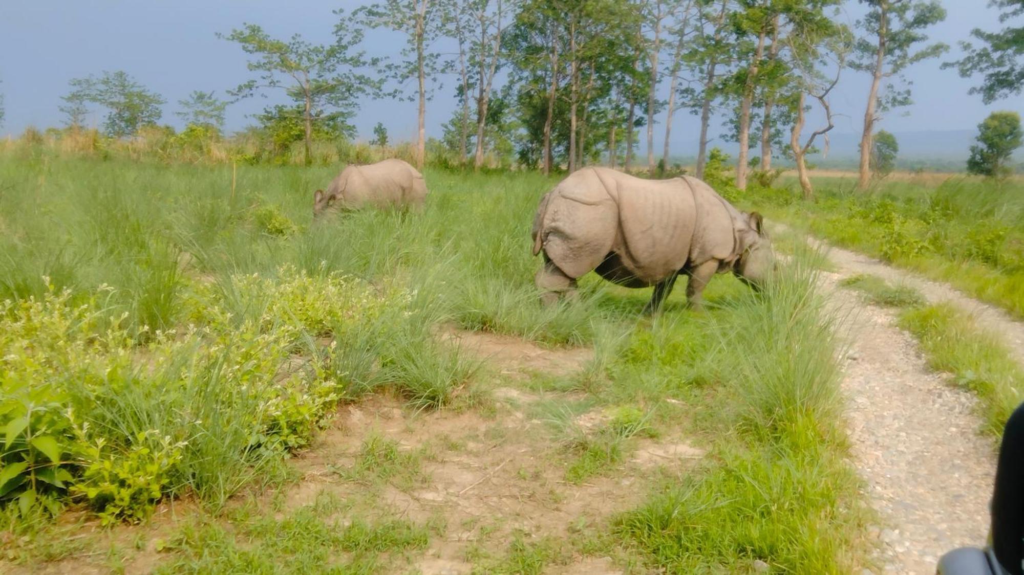 Hotel Tiger Tops Sauraha Eksteriør billede
