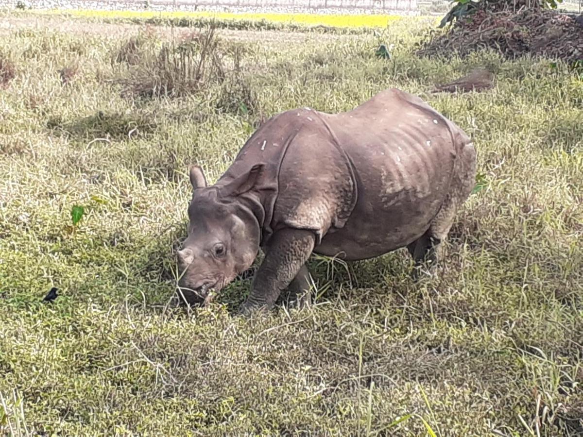 Hotel Tiger Tops Sauraha Eksteriør billede